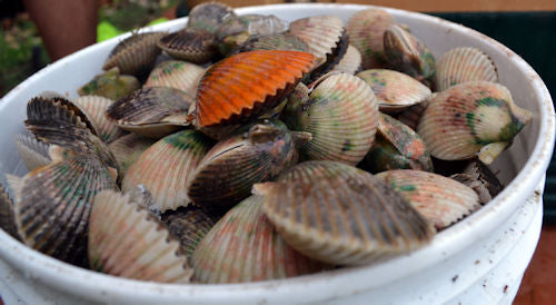 Scallop Charters In Pasco County & Anclote North